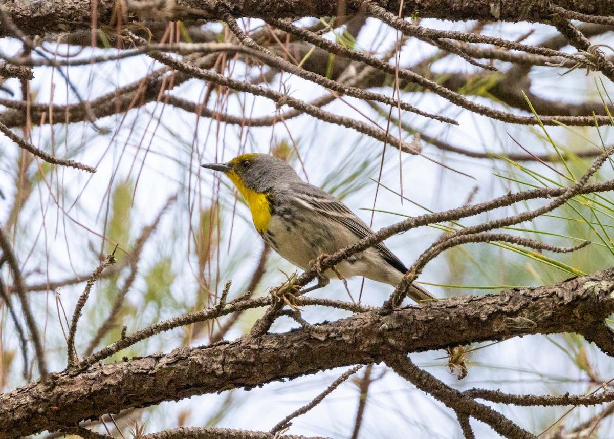 Olive-capped Warbler - Silvia Faustino Linhares