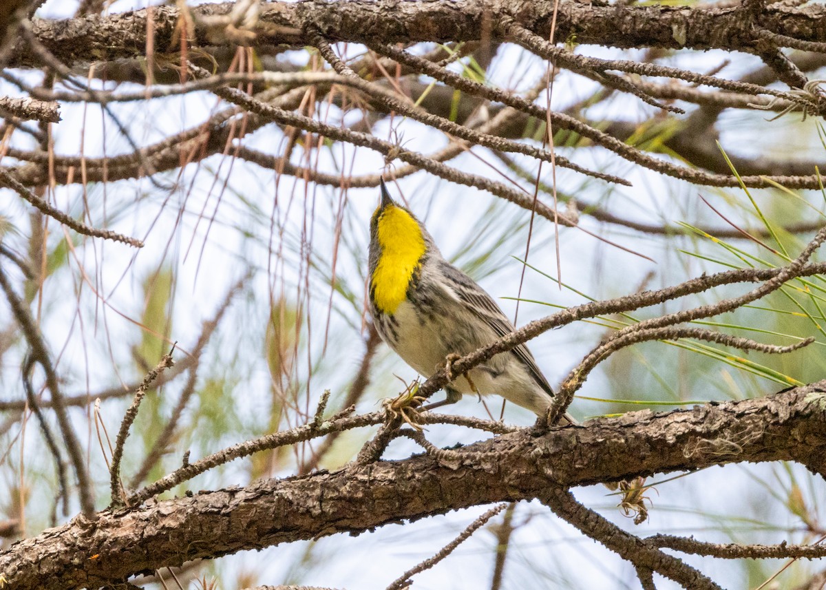 Olive-capped Warbler - ML620764858