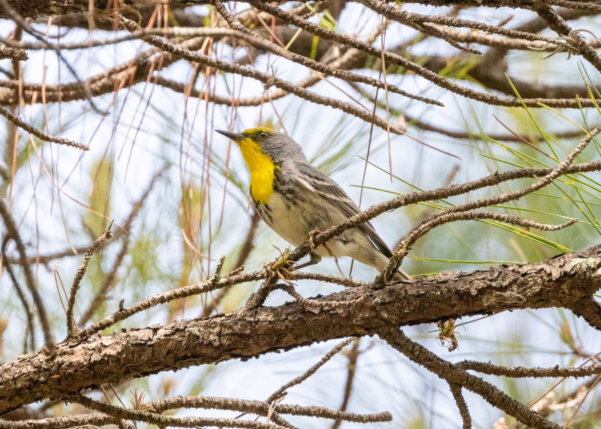 Olive-capped Warbler - ML620764859