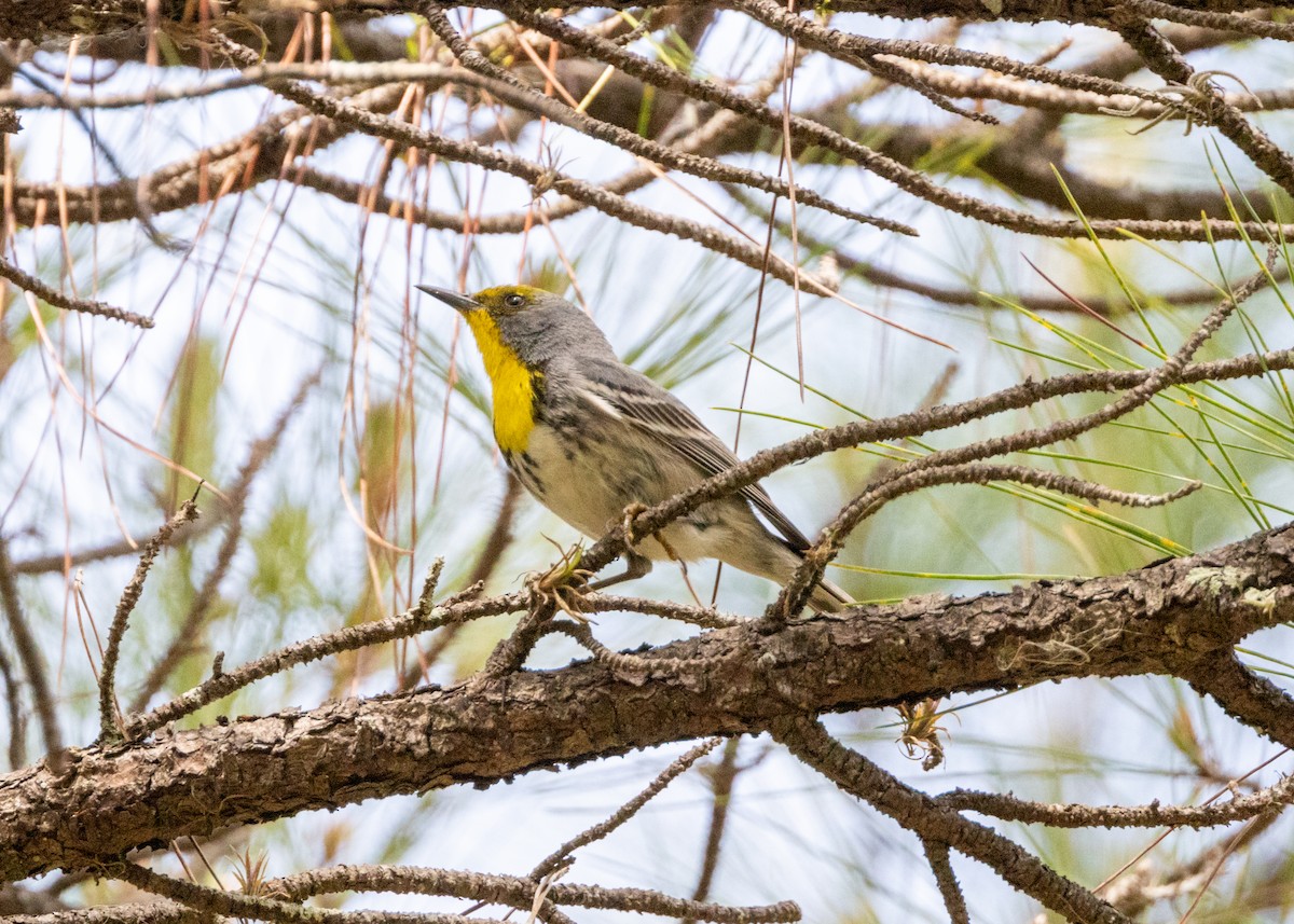 Olive-capped Warbler - ML620764860