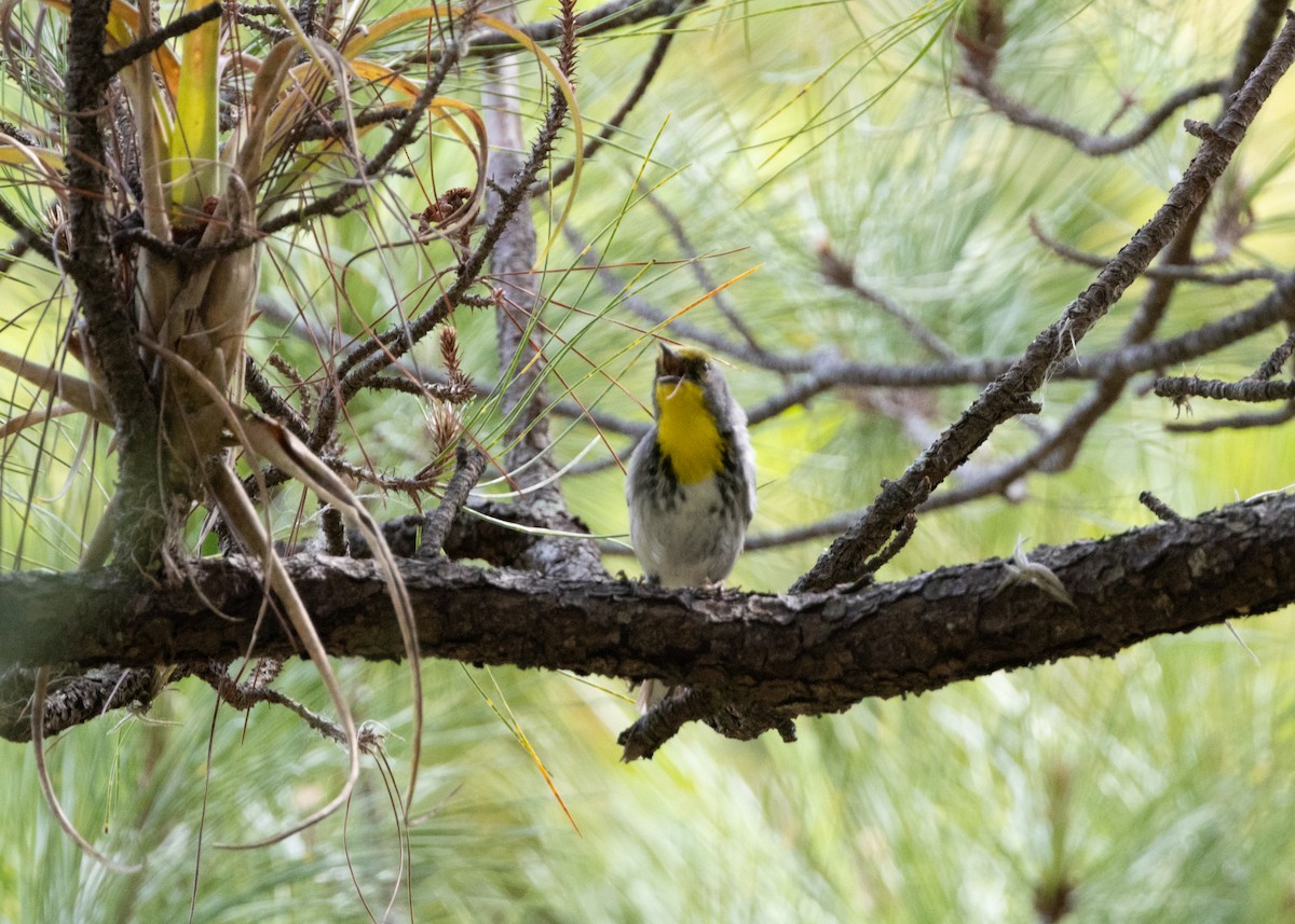 Olive-capped Warbler - ML620764861