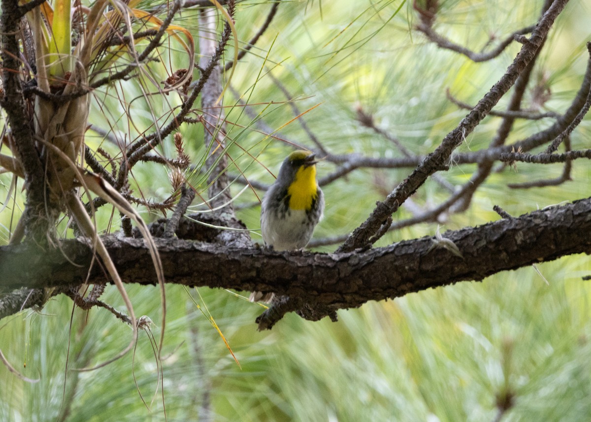 Olive-capped Warbler - ML620764862