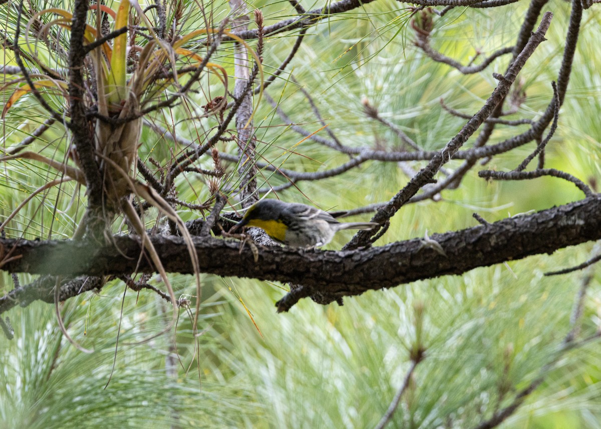 Olive-capped Warbler - ML620764863