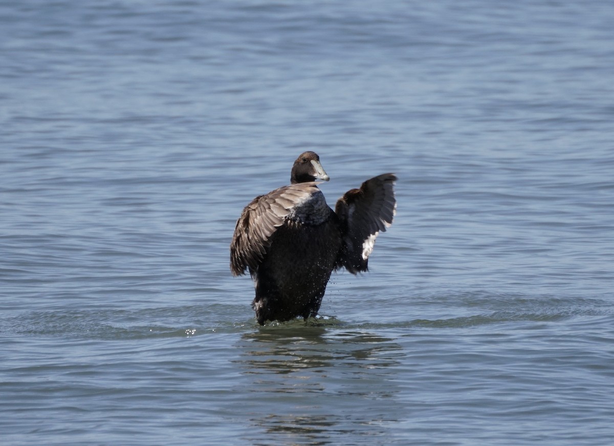 Common Eider - ML620764872