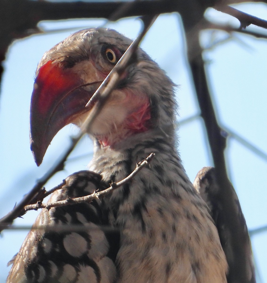 Southern Red-billed Hornbill - ML620764882