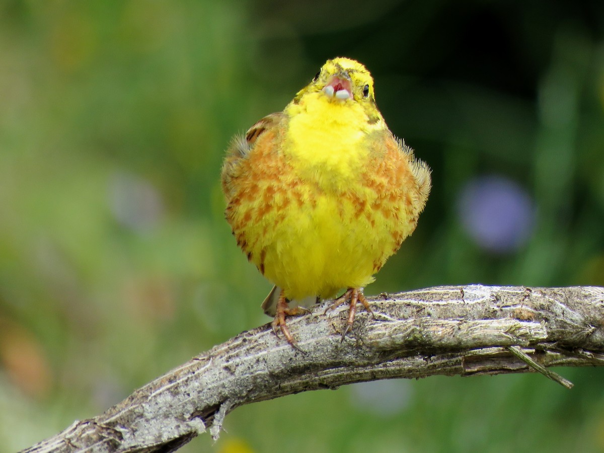 Yellowhammer - ML620764883