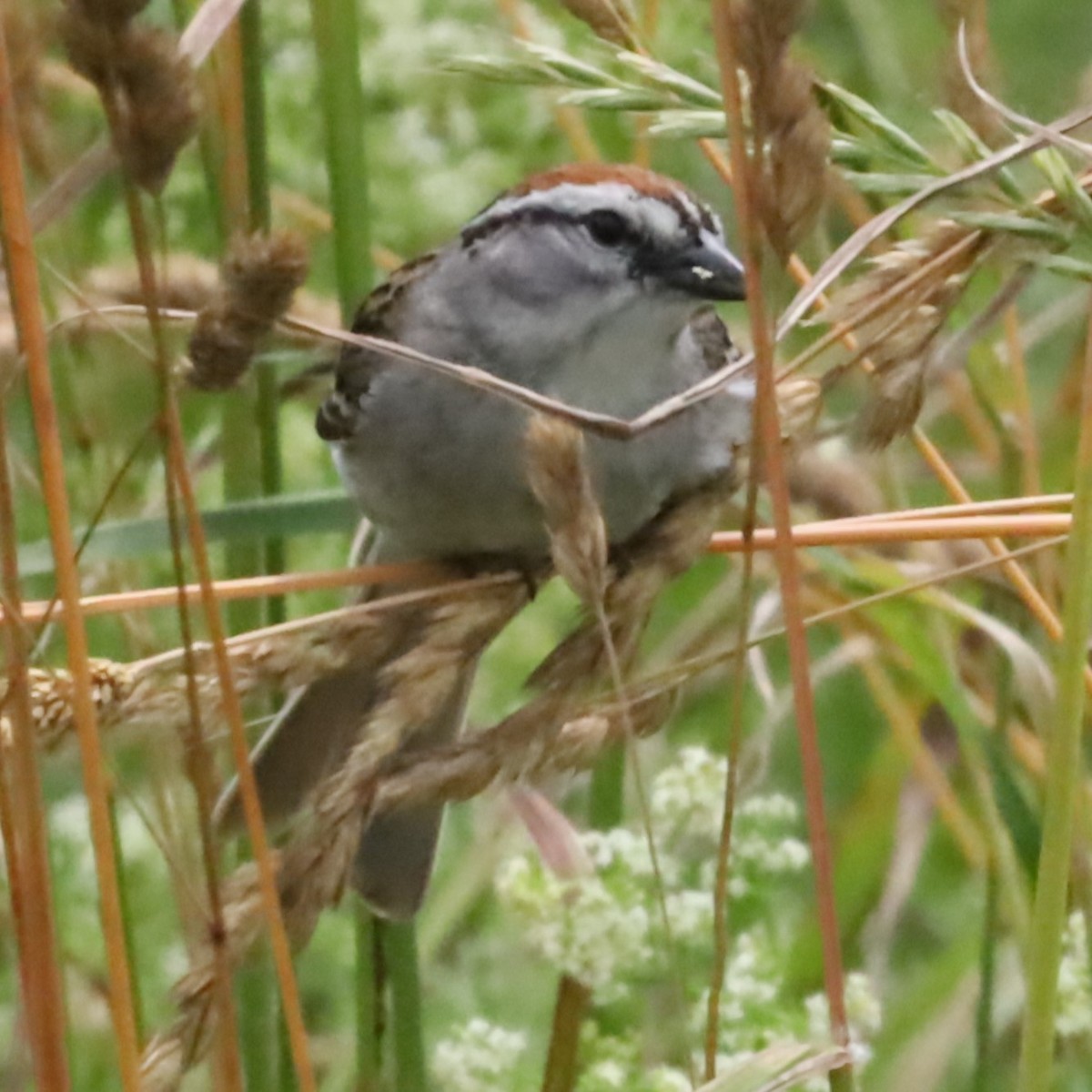 Chipping Sparrow - ML620764889