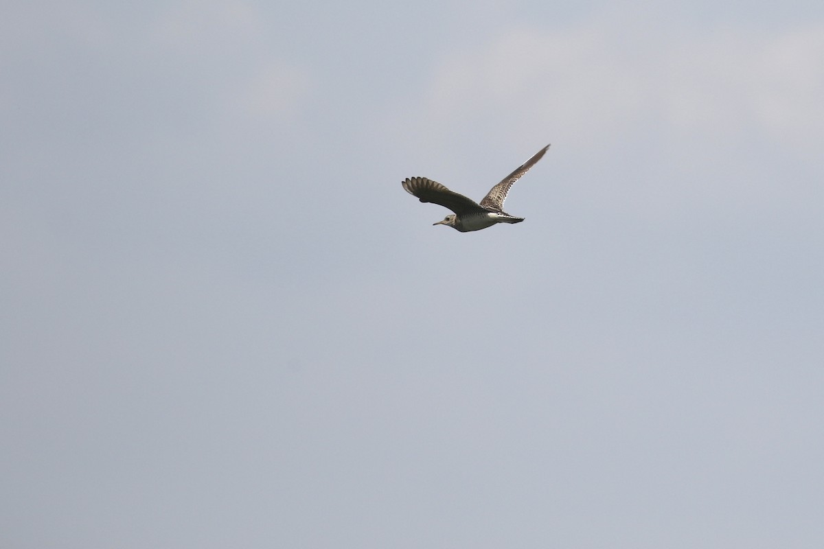 Upland Sandpiper - ML620764893