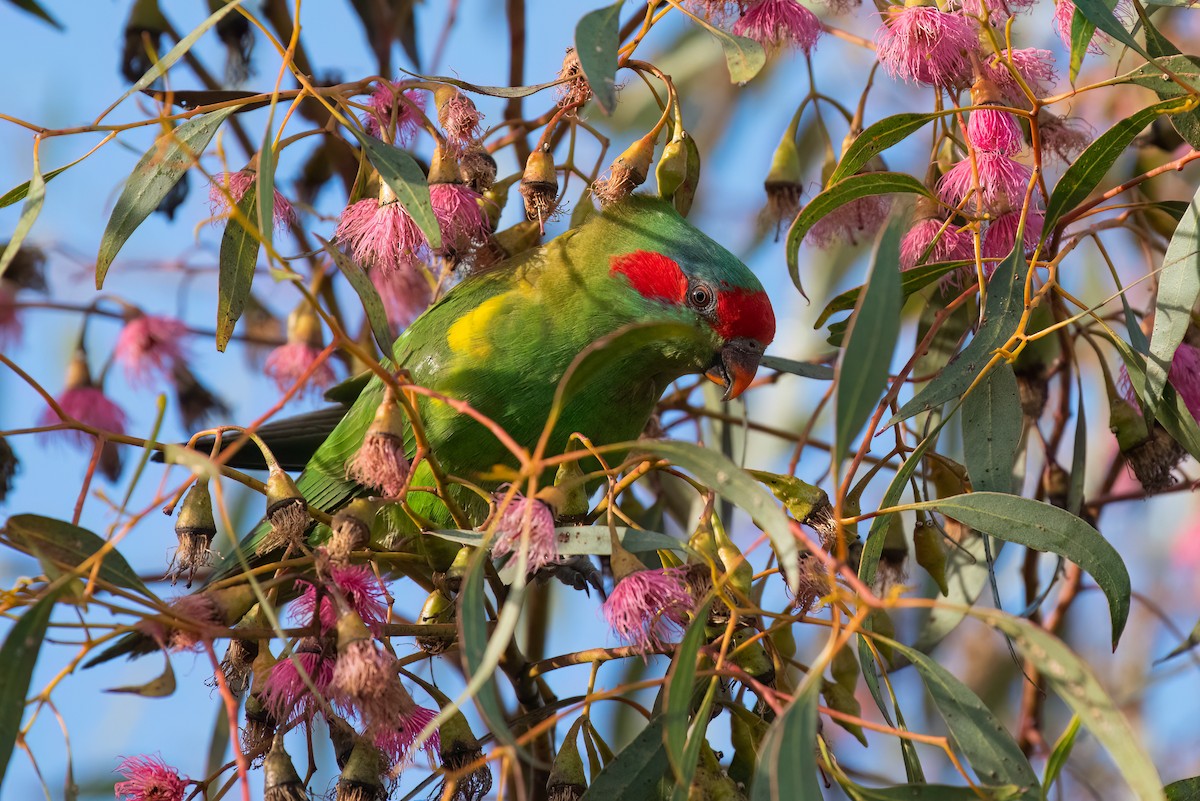 Musk Lorikeet - ML620764895