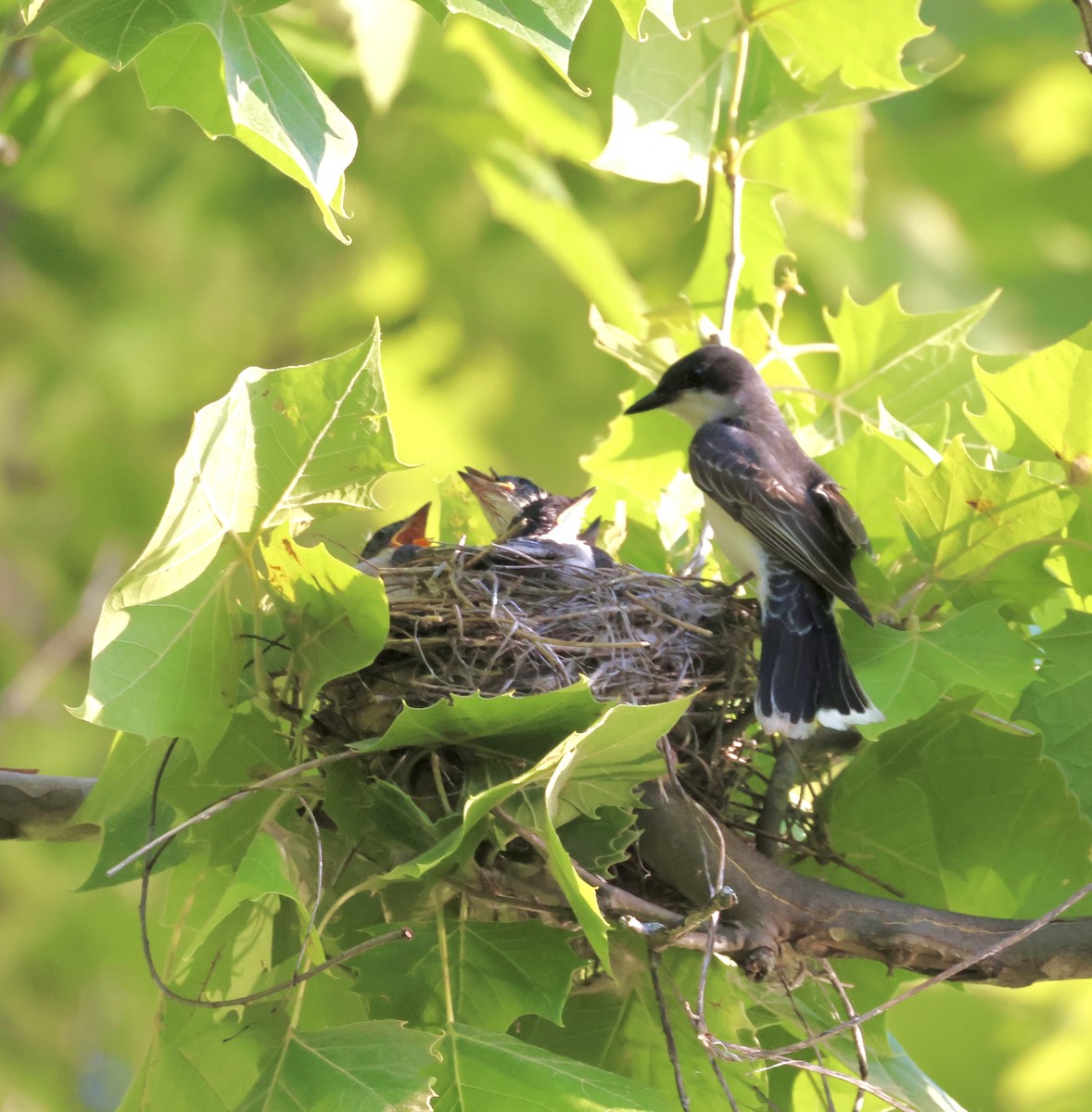 Eastern Kingbird - ML620764901