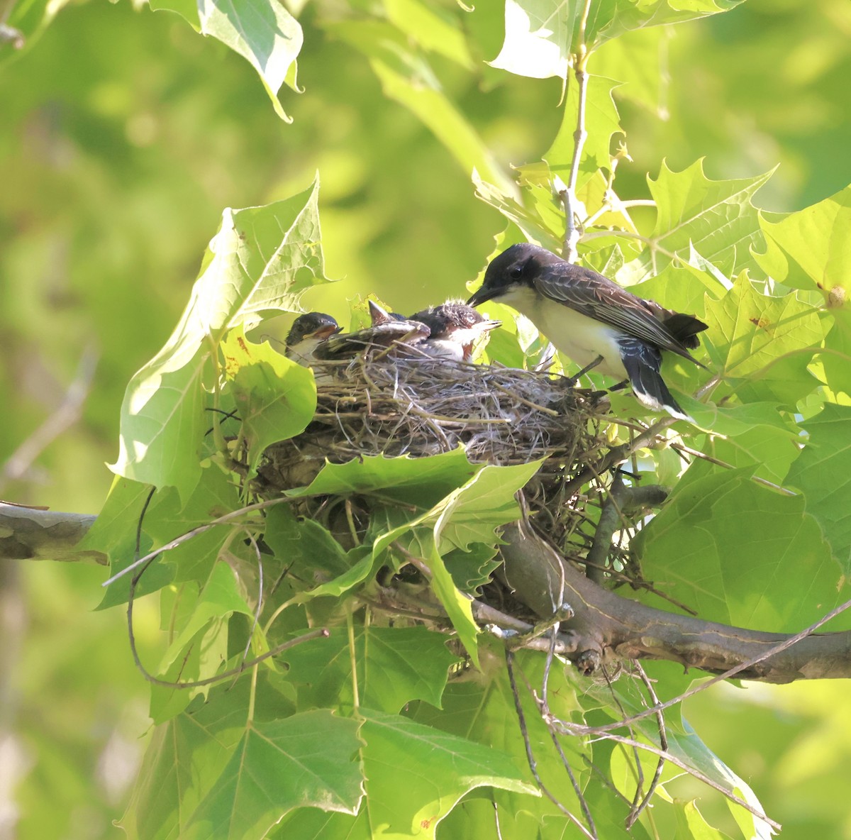 Eastern Kingbird - ML620764905