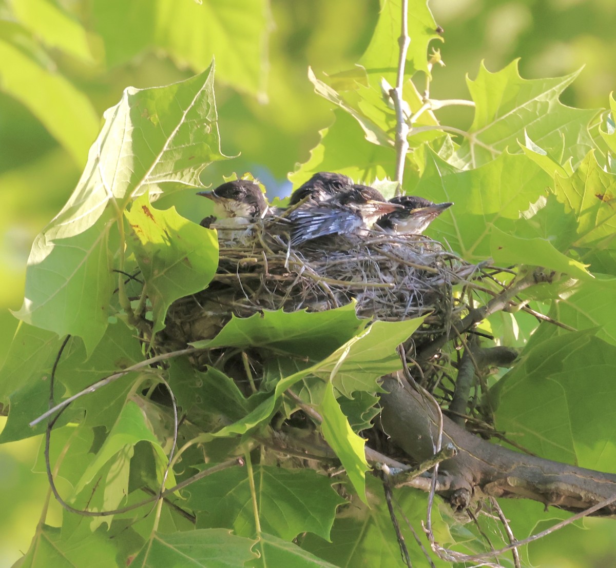 Eastern Kingbird - Cheryl Rosenfeld