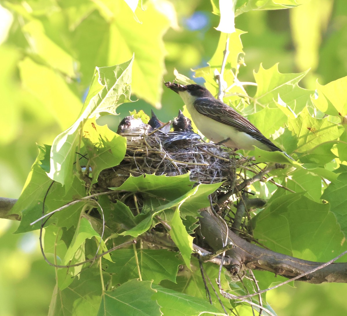 Eastern Kingbird - ML620764911