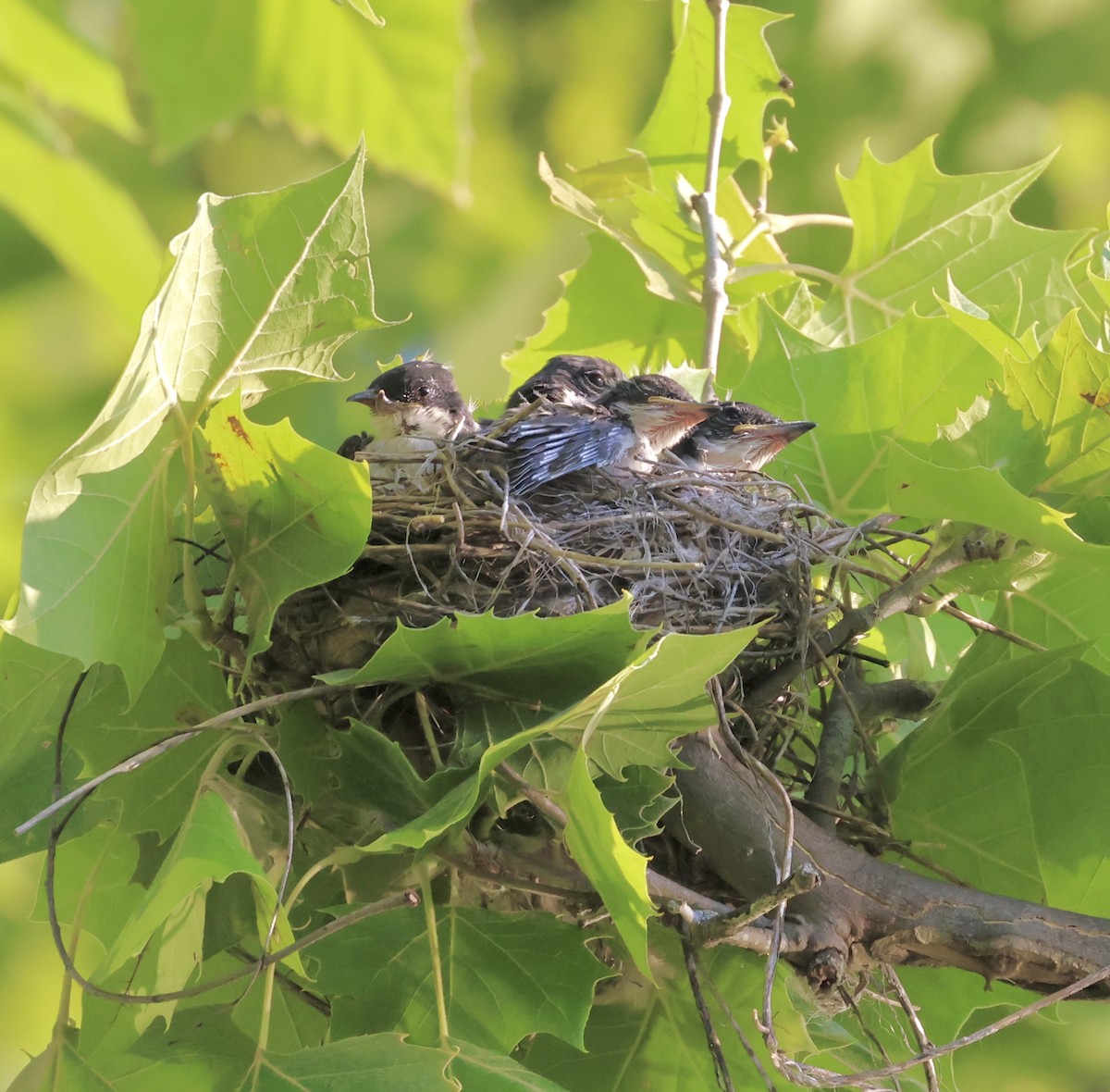 Eastern Kingbird - ML620764916