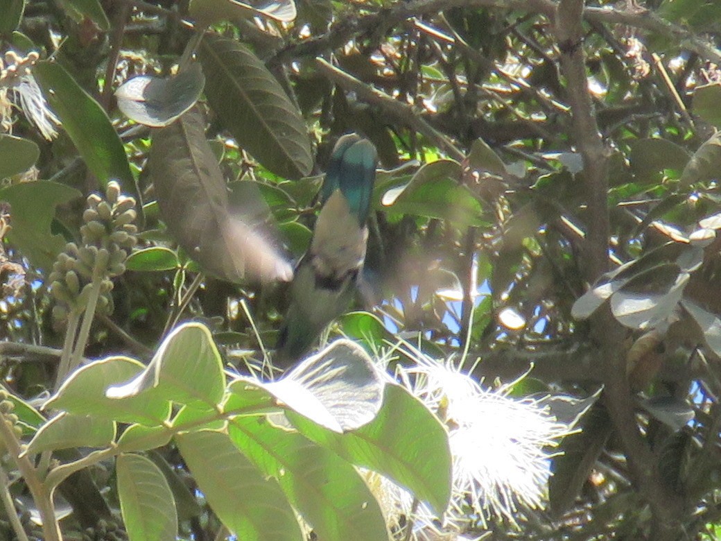 kolibřík modrouchý (ssp. cyanotus/crissalis) - ML620764918