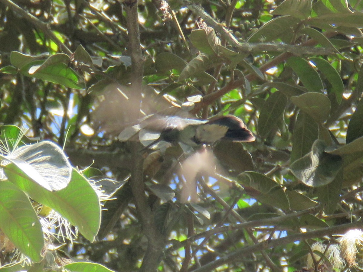 kolibřík modrouchý (ssp. cyanotus/crissalis) - ML620764919