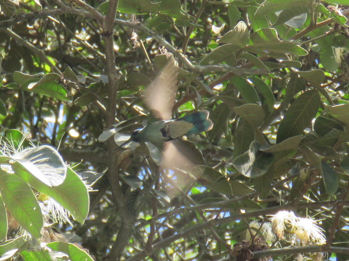 kolibřík modrouchý (ssp. cyanotus/crissalis) - ML620764920