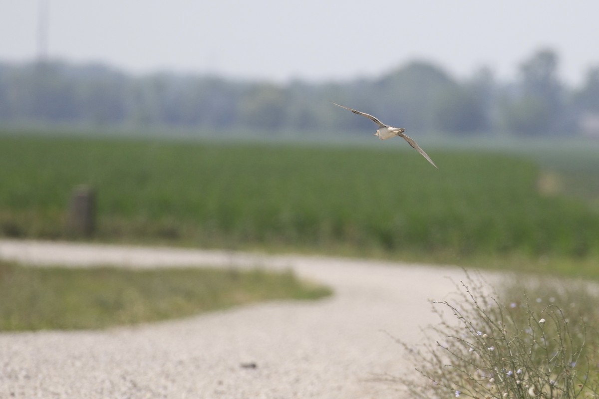 Upland Sandpiper - ML620764922