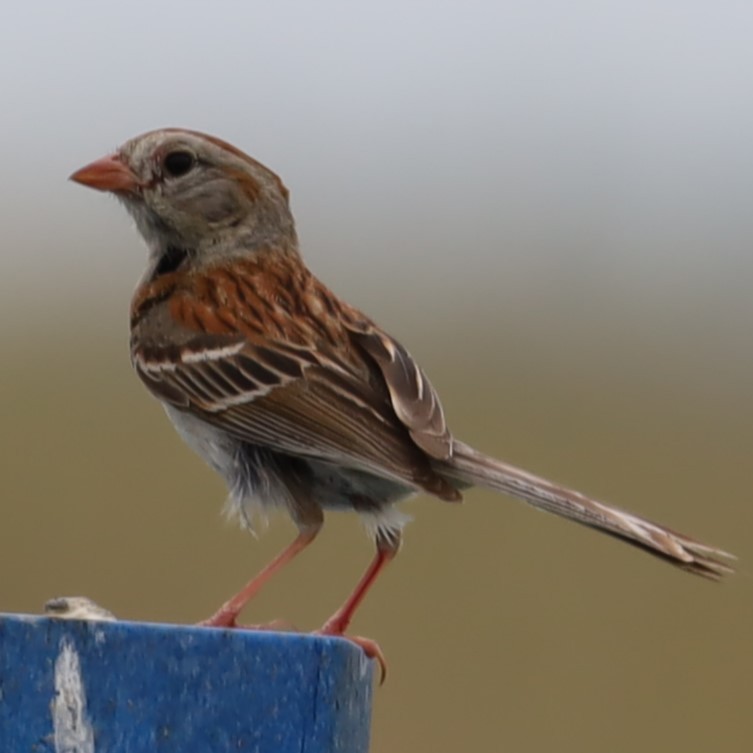 Field Sparrow - ML620764928