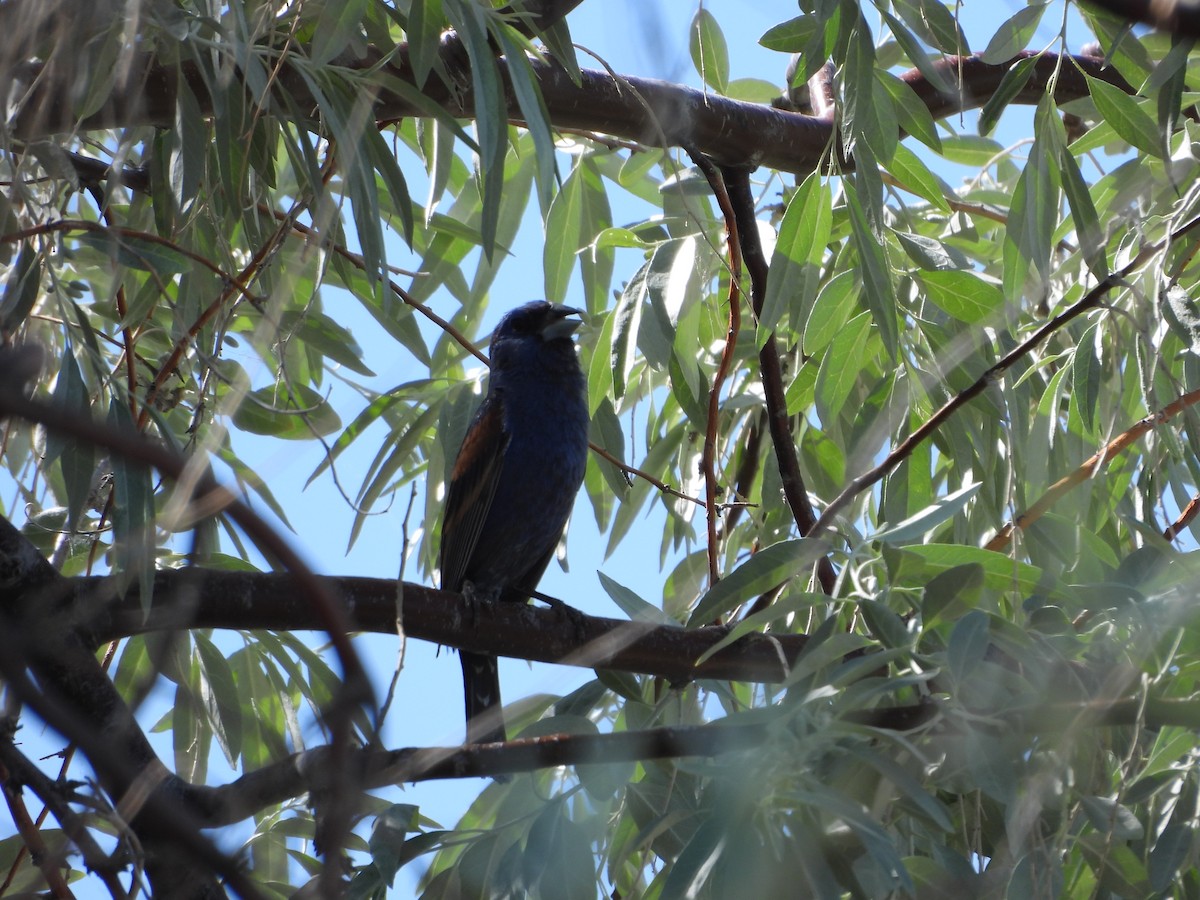 Blue Grosbeak - ML620764930