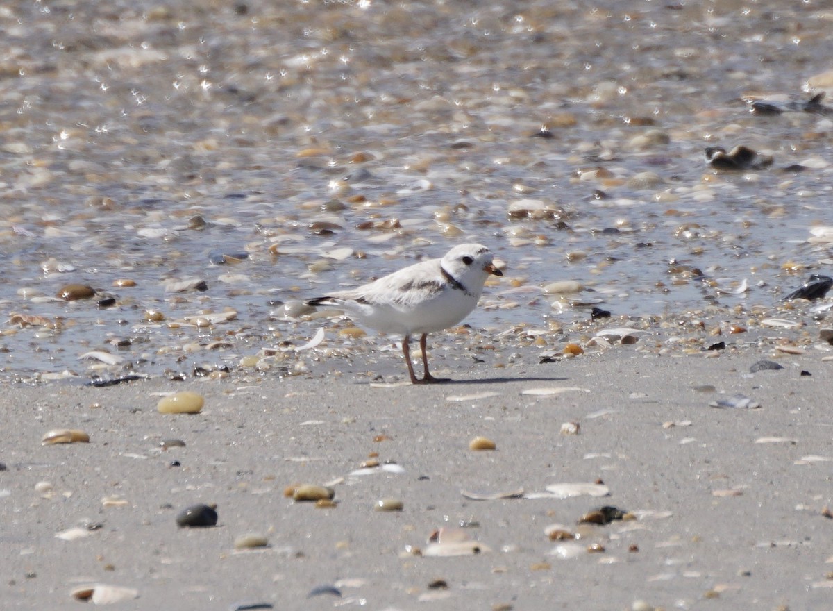 Piping Plover - ML620764938