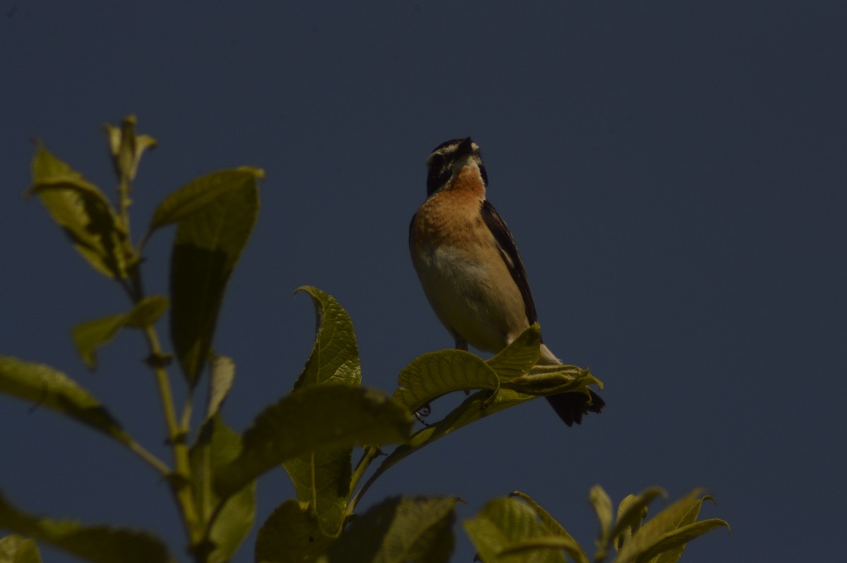 Whinchat - ML620764945