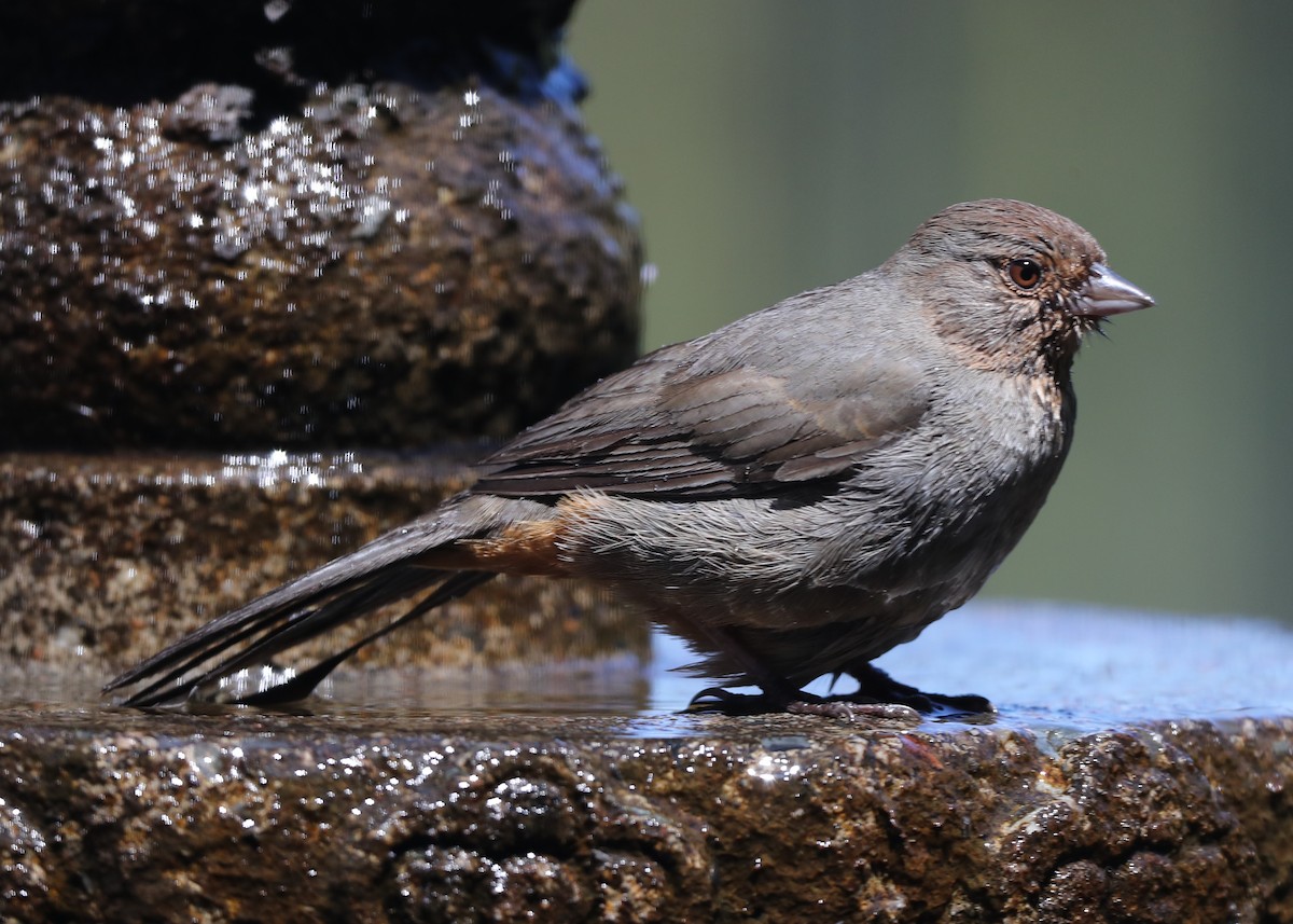 California Towhee - ML620764948