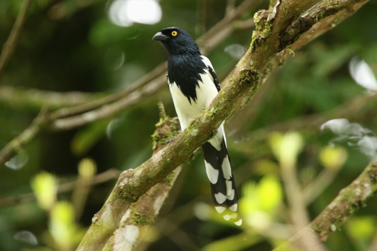Magpie Tanager - ML620764950