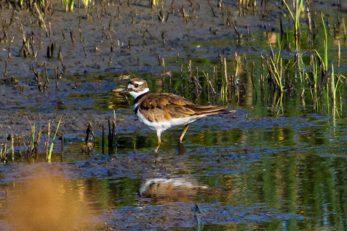 Killdeer - ML620764955