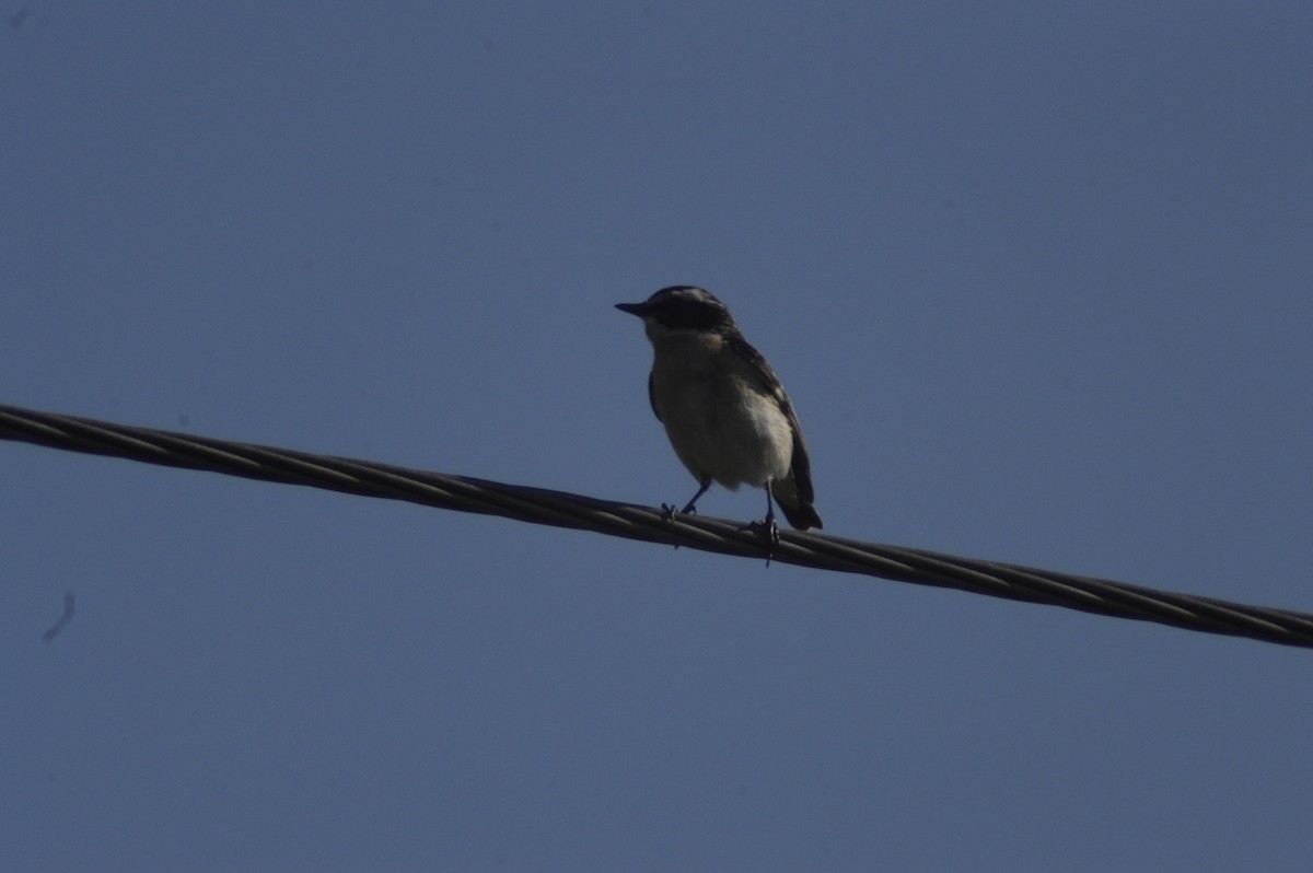 Whinchat - ML620764957