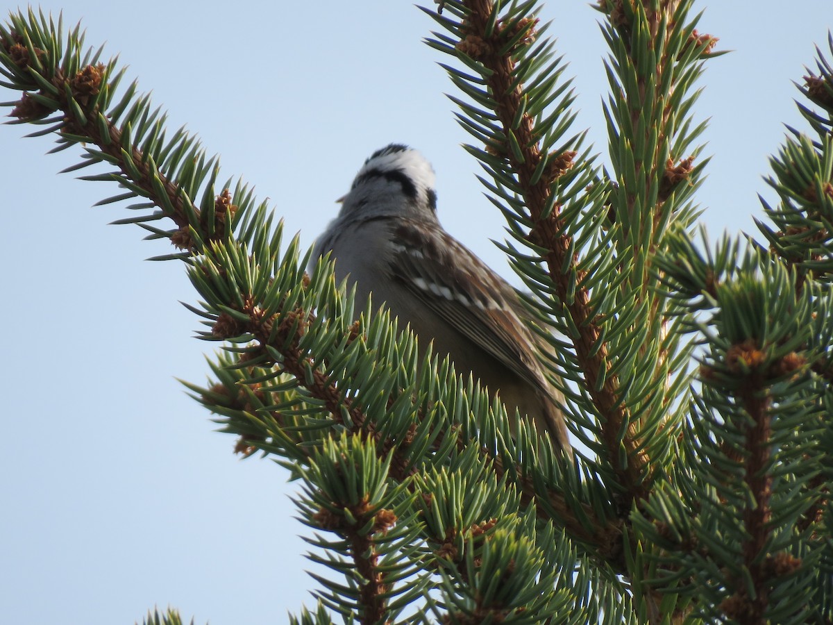 White-crowned Sparrow (oriantha) - ML620764963