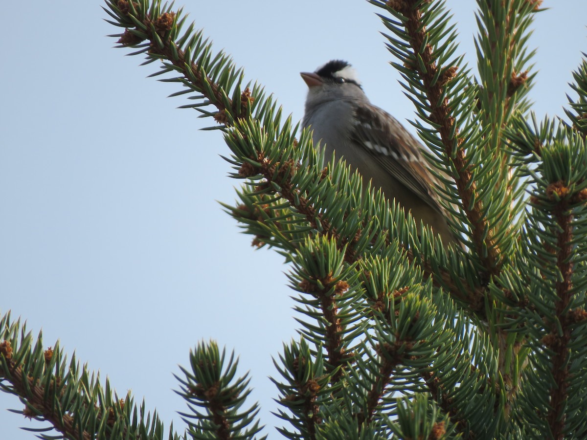 White-crowned Sparrow (oriantha) - ML620764965