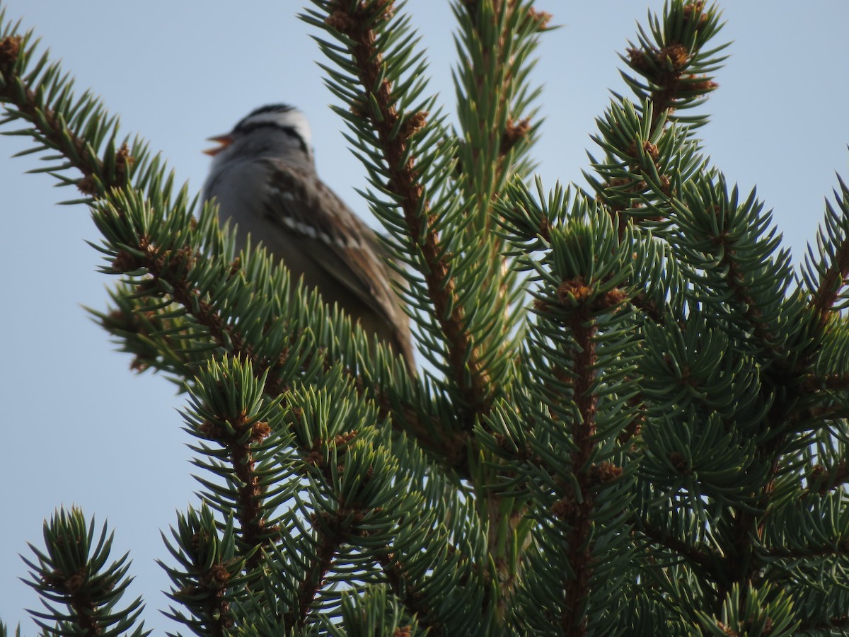 White-crowned Sparrow (oriantha) - ML620764966