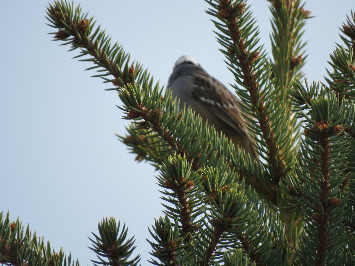 White-crowned Sparrow (oriantha) - ML620764967