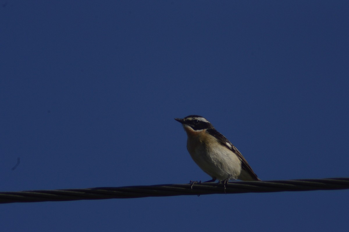 Whinchat - ML620764970