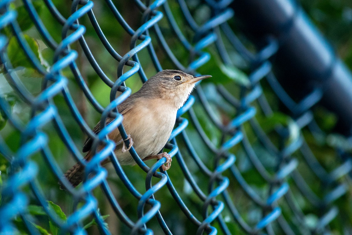 House Wren (Southern) - ML620764971