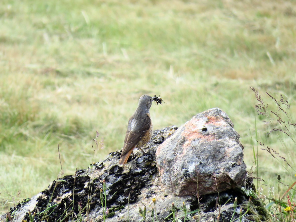 Rufous-tailed Rock-Thrush - ML620764972