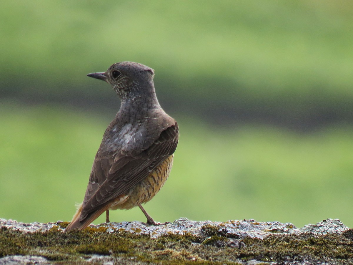 Rufous-tailed Rock-Thrush - ML620764973