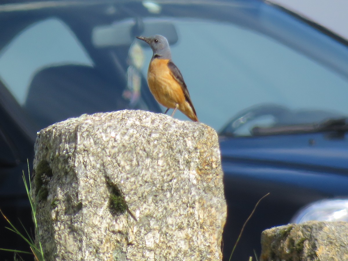 Rufous-tailed Rock-Thrush - ML620764974