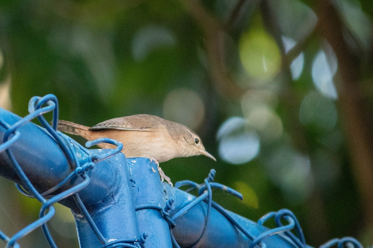 House Wren (Southern) - ML620764978