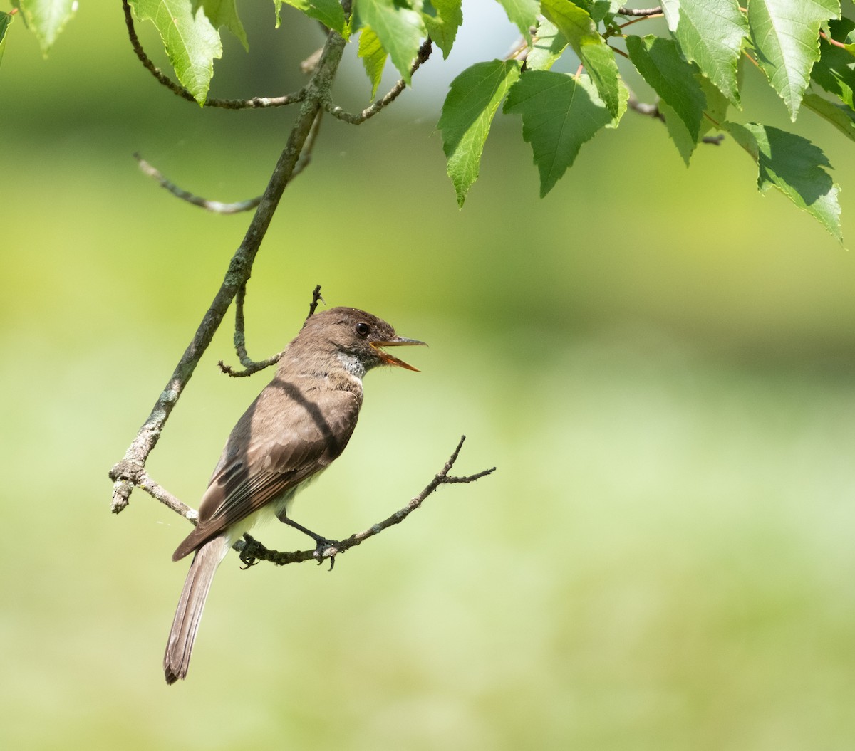 Eastern Phoebe - ML620764979