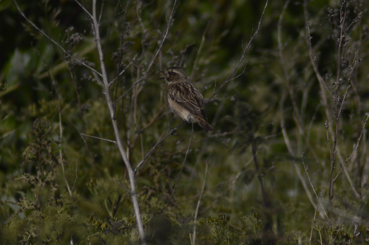 Whinchat - ML620764981