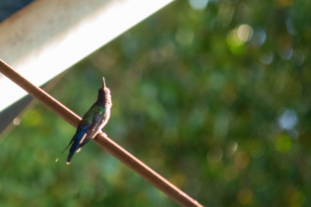 Swallow-tailed Hummingbird - ML620764982