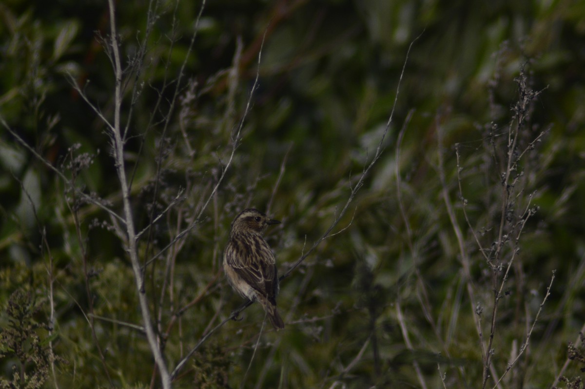 Whinchat - ML620764992