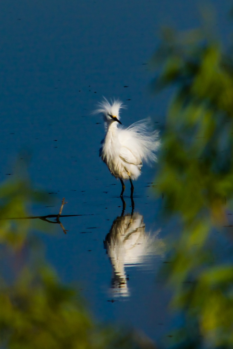 Snowy Egret - Philip Fiorio