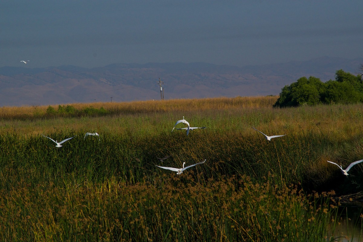 Great Egret - ML620765005