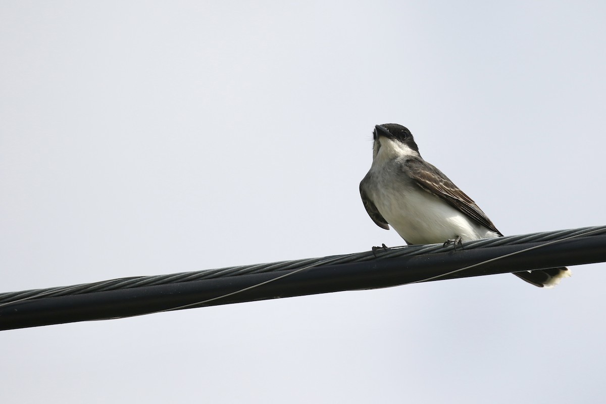 Eastern Kingbird - ML620765006