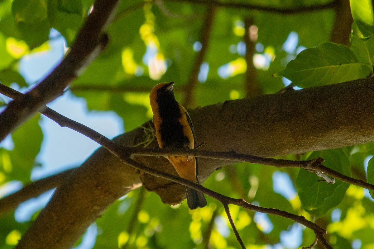 Burnished-buff Tanager - Arthur Bruck