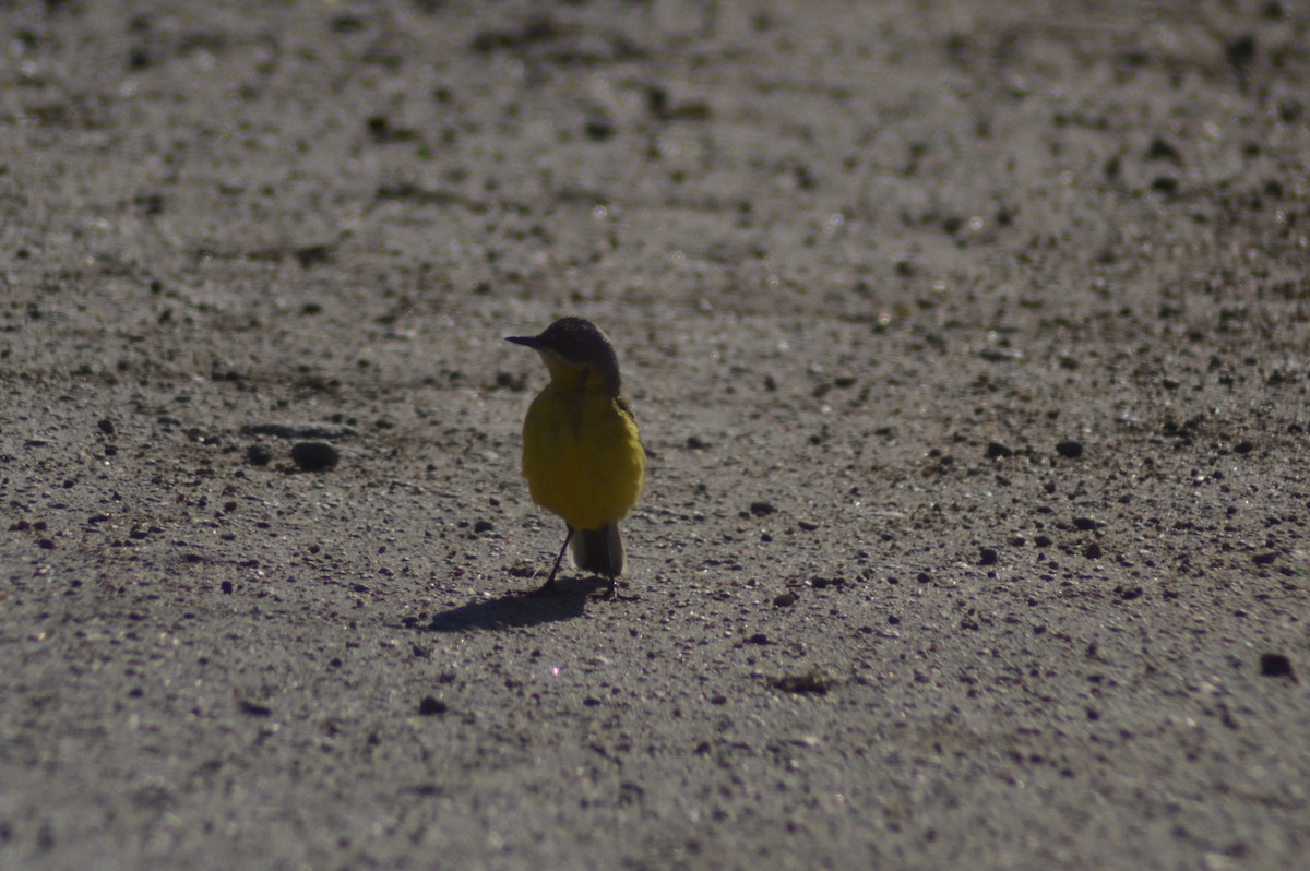 Western Yellow Wagtail - ML620765011