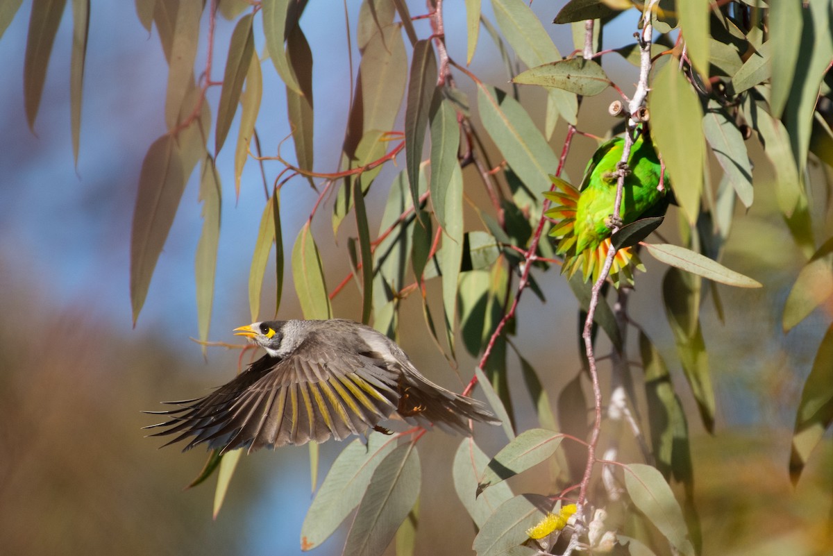 Noisy Miner - ML620765012